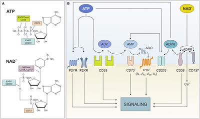 Ectonucleotidases in Blood Malignancies: A Tale of Surface Markers and Therapeutic Targets